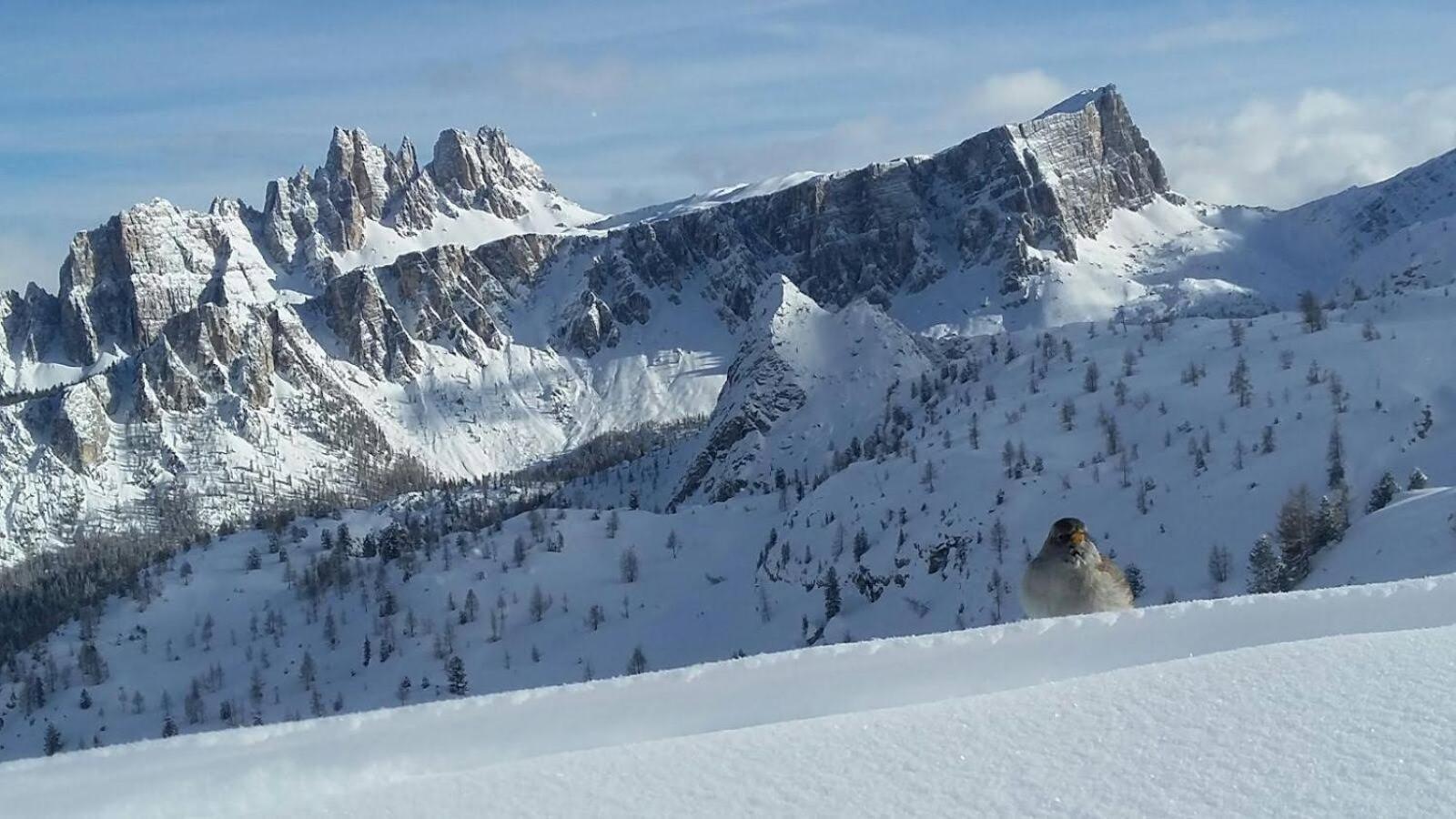 Casa Elena Appartement Pieve di Cadore Buitenkant foto